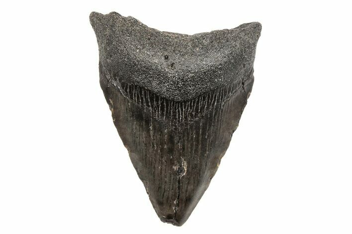 Juvenile Megalodon Tooth - South Carolina #204717